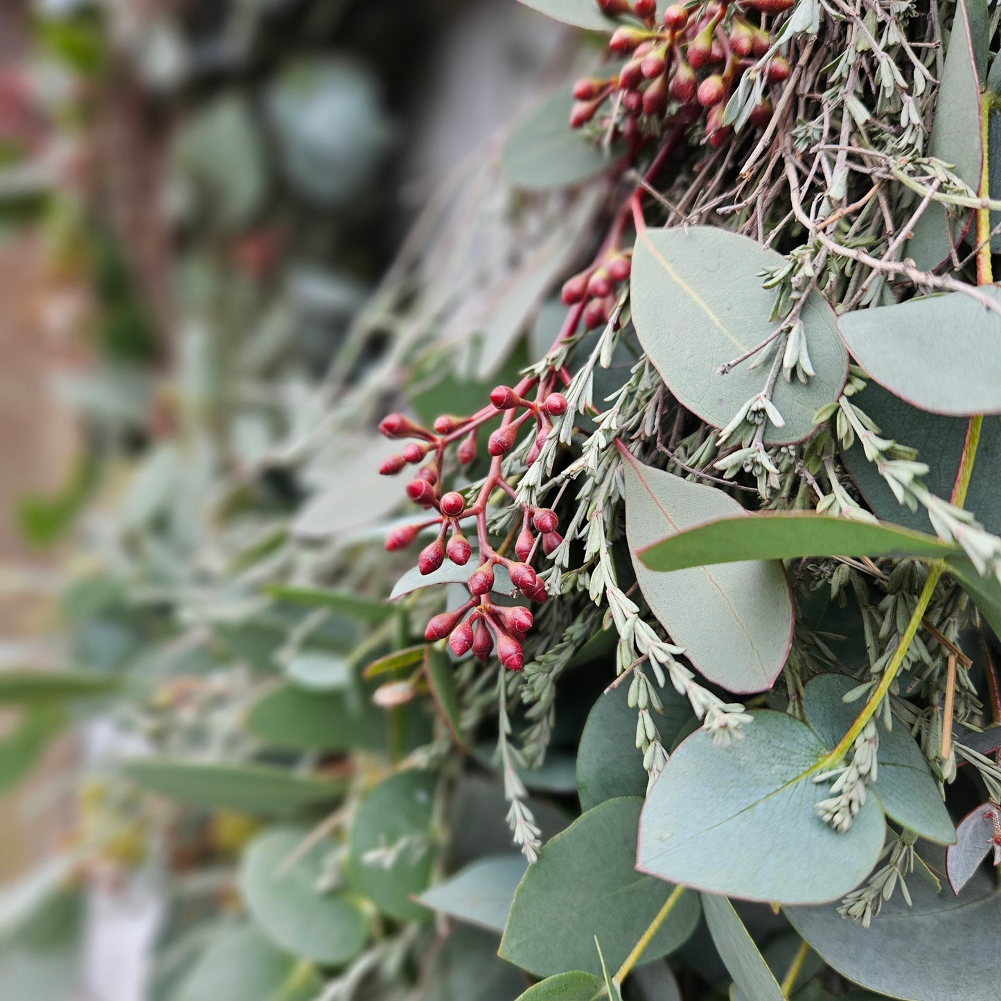 Kranz fir un d'Dier aus 2 Zorten Eukalyptus an gedreschentem Thymian geweckelt