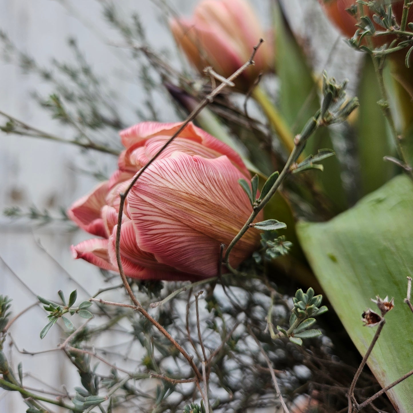 VIP Double Brownie-Tulpenbouquet ( Dese Bouquet MUSS min.5 Deeg am Virauser bestallt gin et sei denn Dir sidd flexibel mat der Zort vun den Tulpen, dann geht et och 2-3 Deeg virdrun)