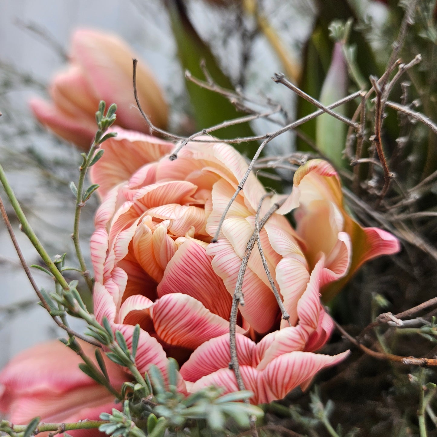 Bouquet de tulipes VIP Double Brownie (ce bouquet DOIT être commandé à au moins 5 degrés sur Virauser et à moins que vous ne soyez flexible avec la taille des tulipes, il fonctionnera également pour 2-3 degrés)