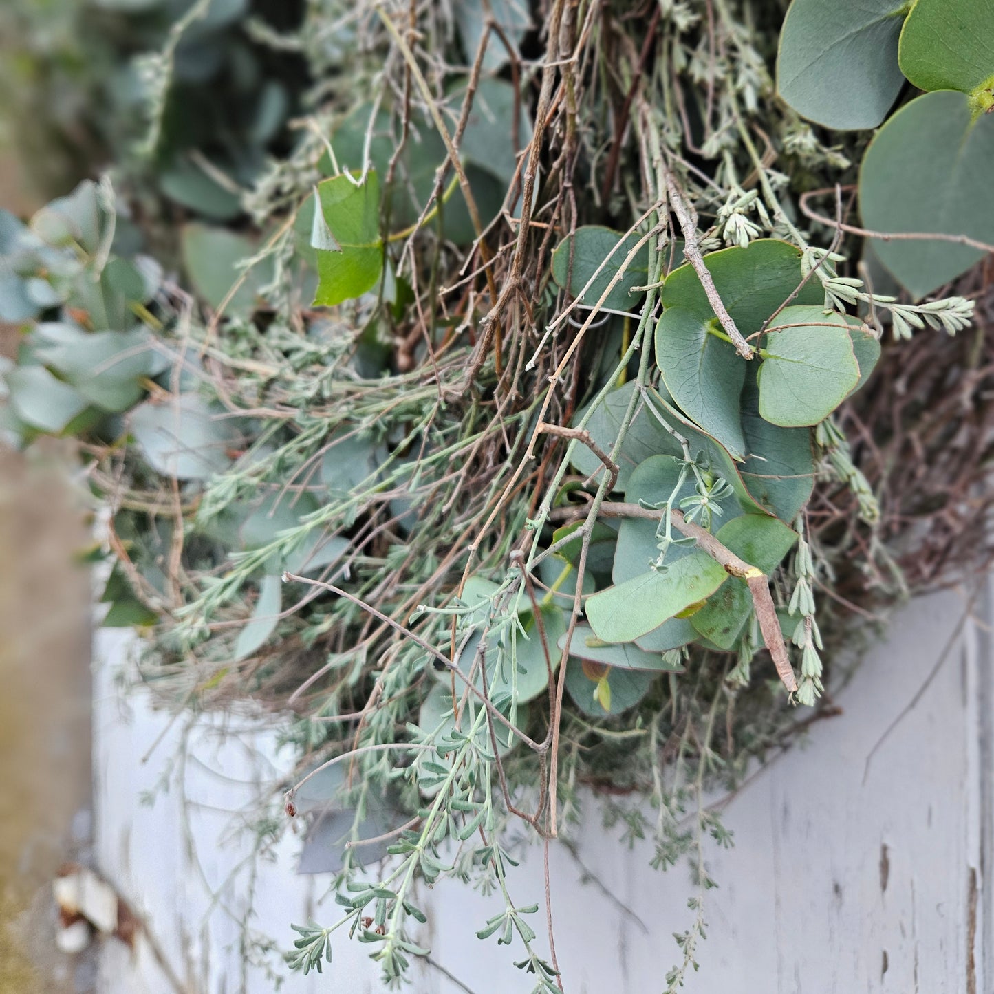 Wreath fir un d'Dier made from Eucalyptus Cinerea with threshed thyme