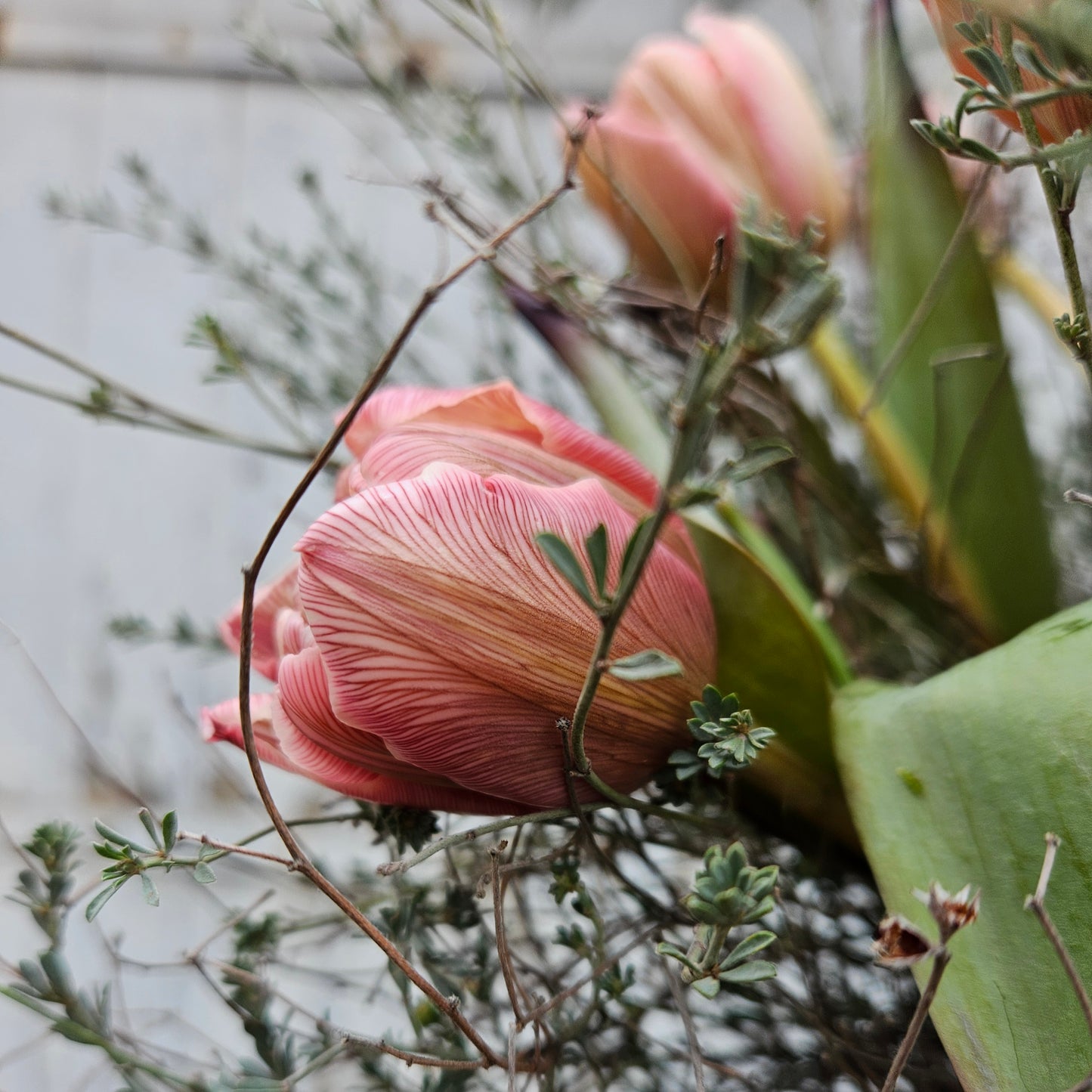 Bouquet de tulipes VIP Double Brownie (ce bouquet DOIT être commandé à au moins 5 degrés sur Virauser et à moins que vous ne soyez flexible avec la taille des tulipes, il fonctionnera également pour 2-3 degrés)