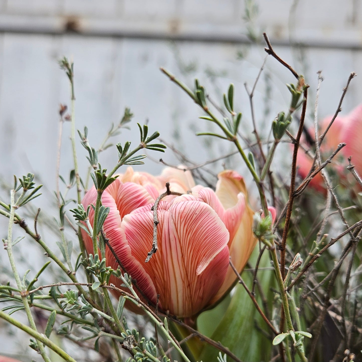 VIP Double Brownie tulip bouquet (this bouquet MUST be ordered for at least 5 days on the Virauser and unless you are flexible with the size of the tulips, then it will also work for 2-3 days)