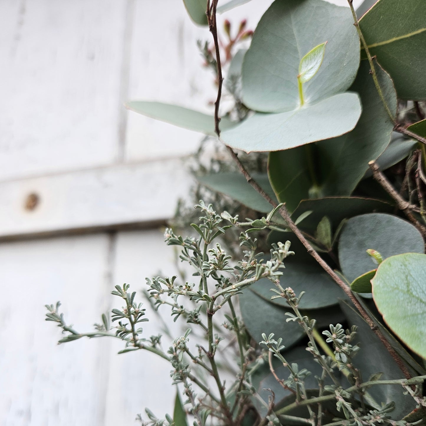 Wreath for and d'Dier made from 2 types of eucalyptus on threshed thyme