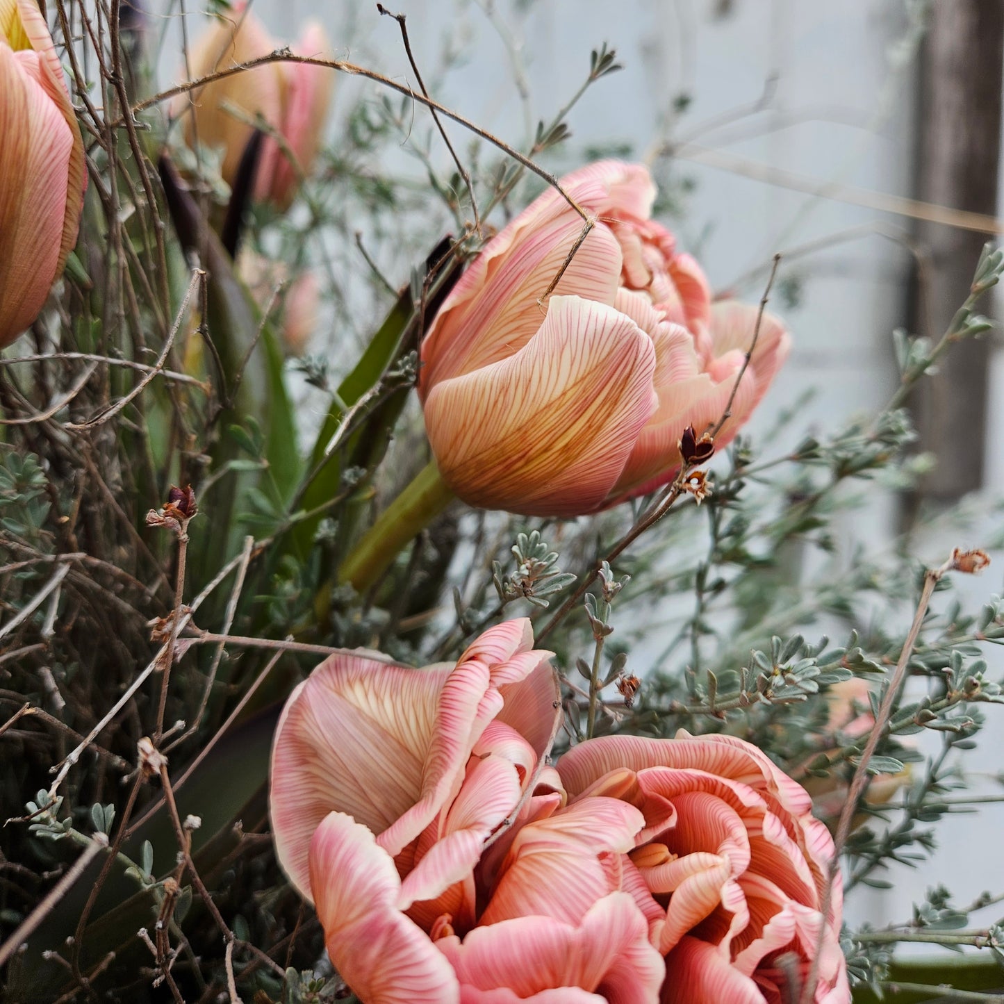 Bouquet de tulipes VIP Double Brownie (ce bouquet DOIT être commandé à au moins 5 degrés sur Virauser et à moins que vous ne soyez flexible avec la taille des tulipes, il fonctionnera également pour 2-3 degrés)