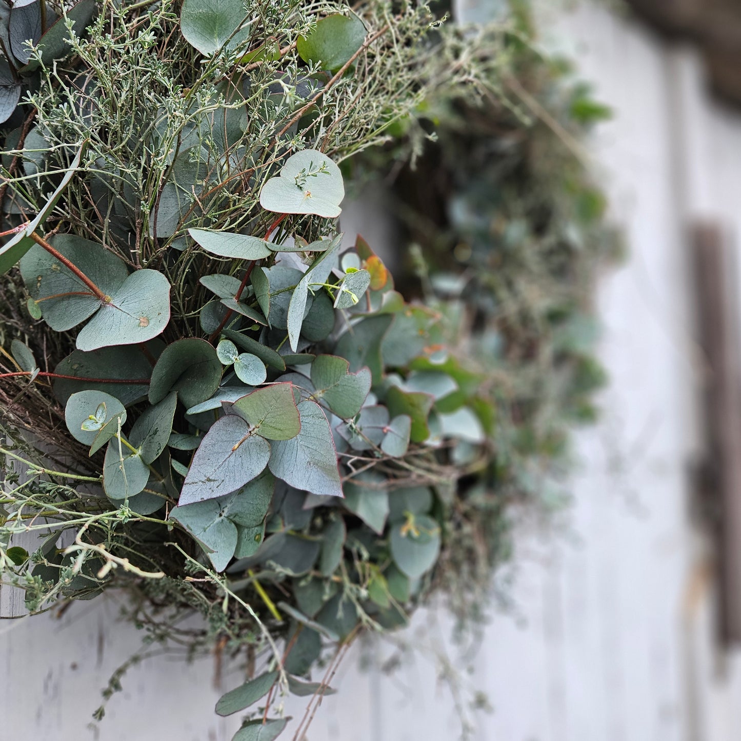 Wreath fir un d'Dier made from Eucalyptus Cinerea with threshed thyme