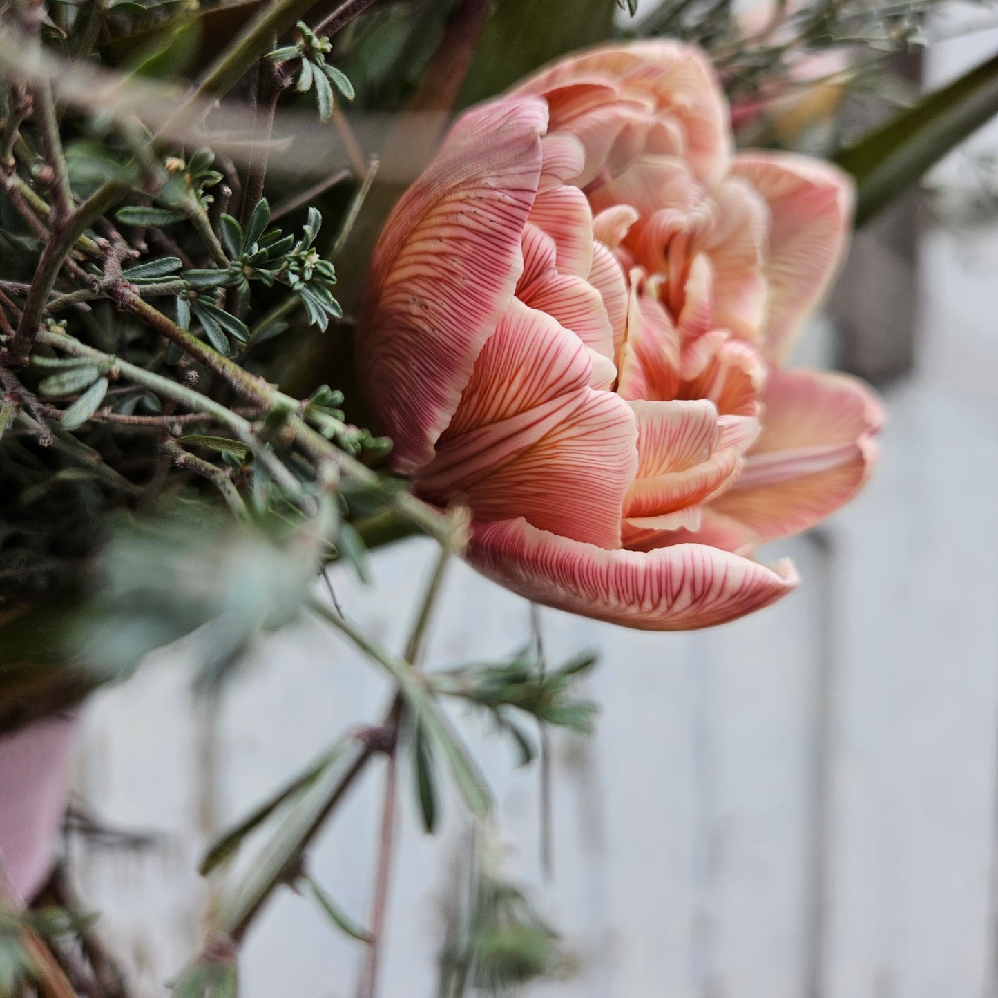 Bouquet de tulipes VIP Double Brownie (ce bouquet DOIT être commandé à au moins 5 degrés sur Virauser et à moins que vous ne soyez flexible avec la taille des tulipes, il fonctionnera également pour 2-3 degrés)