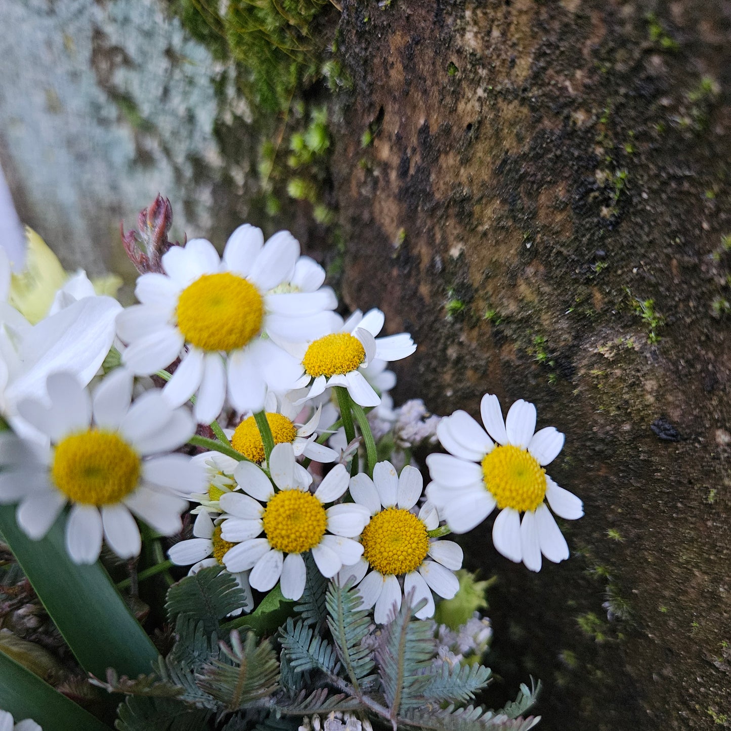 Mini Vase Klopfer gefëllt mat Blummen